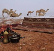 Image of camels covered in snow in Saudi [safa.ps]