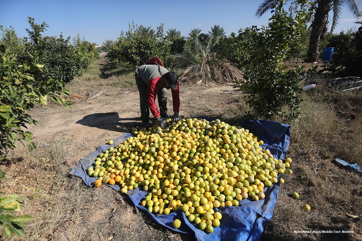 harvest citrus