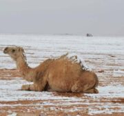 Image of a camel covered in snow in Saudi [safa.ps]