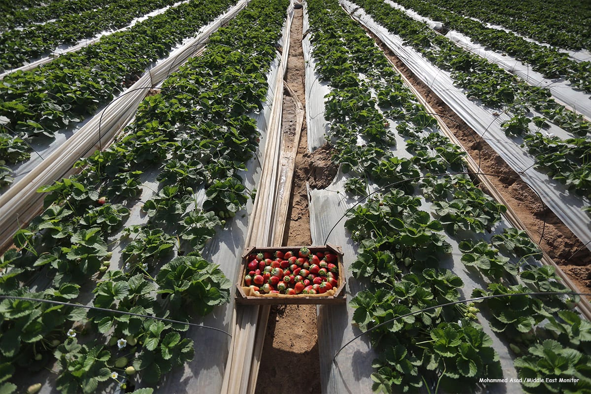 Palestinian Strawberry Farmers Face Huge Losses Due To Israeli Siege Of palestinian-strawberry-farmers-face-huge-losses-due-to-israeli-siege-of