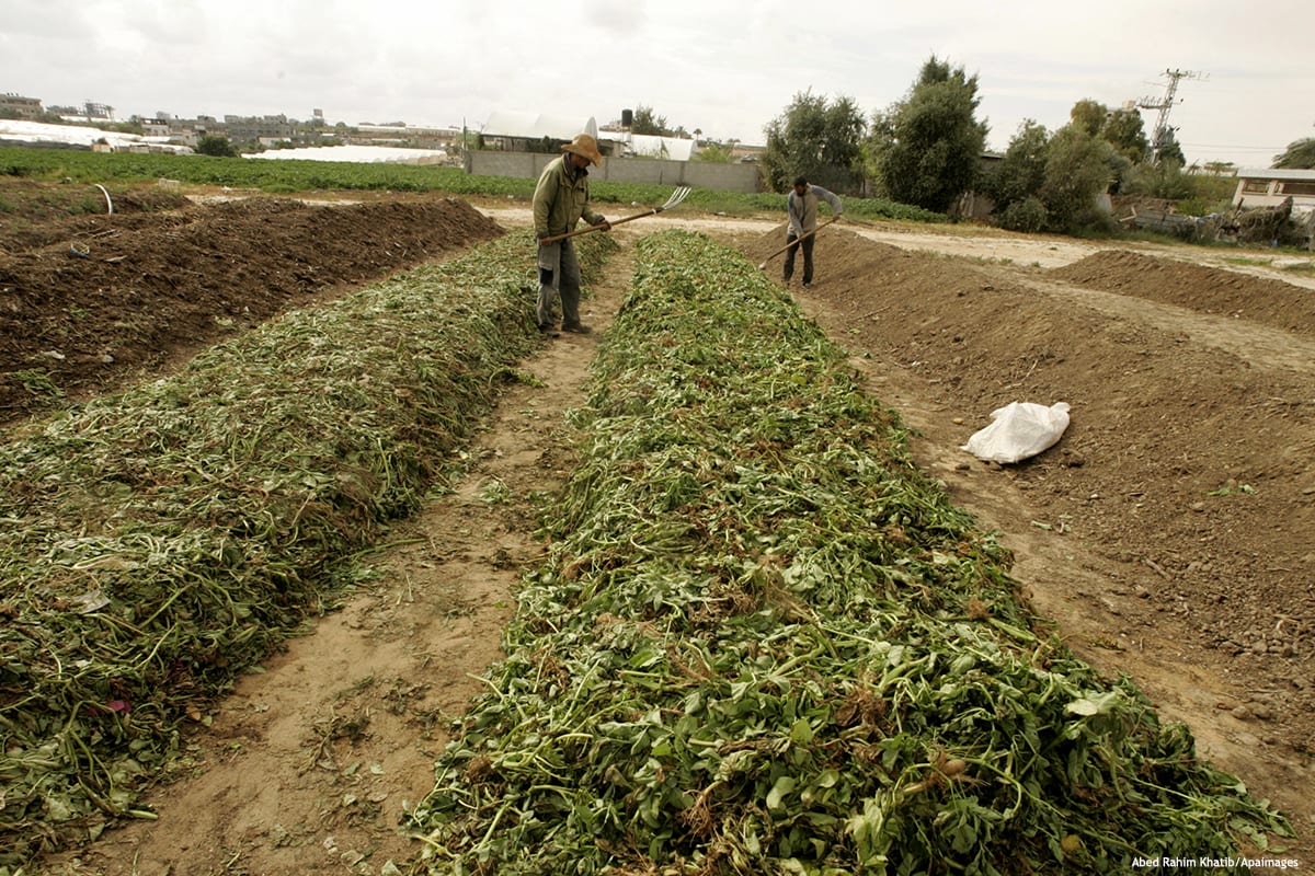 Palestinian farmers work in turning household garbage and the remains of plants into compost for farming in stead of chemical fertilisers and pesticides [Abed Rahim Khatib/Apaimages]