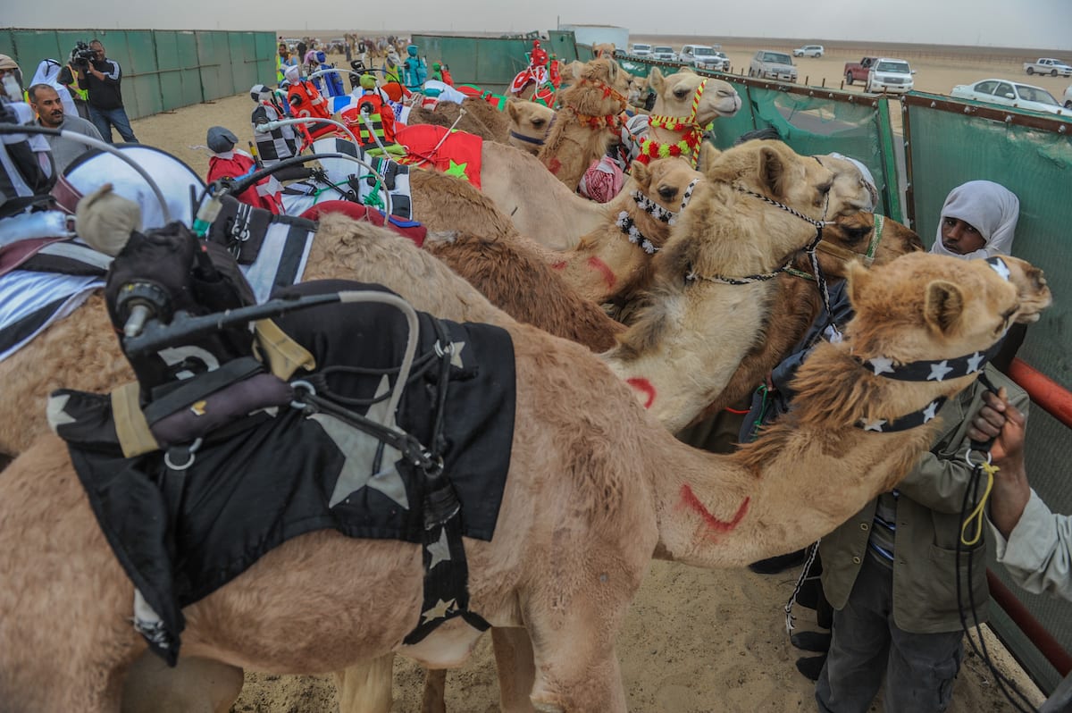 Camel Riding Kuwait Camel racing in Kuwait – Middle East Monitor