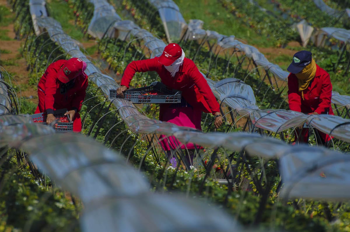 Workers at a fruit farm in Kenitra, Morocco on 8 March 2017 [Jalal Morchidi/Anadolu Agency]