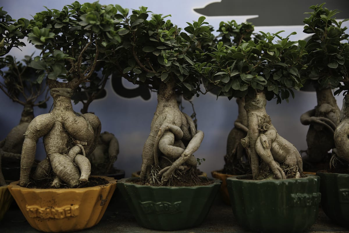 A panoply of flora in Egypt’s Flower Market’ Middle East Monitor