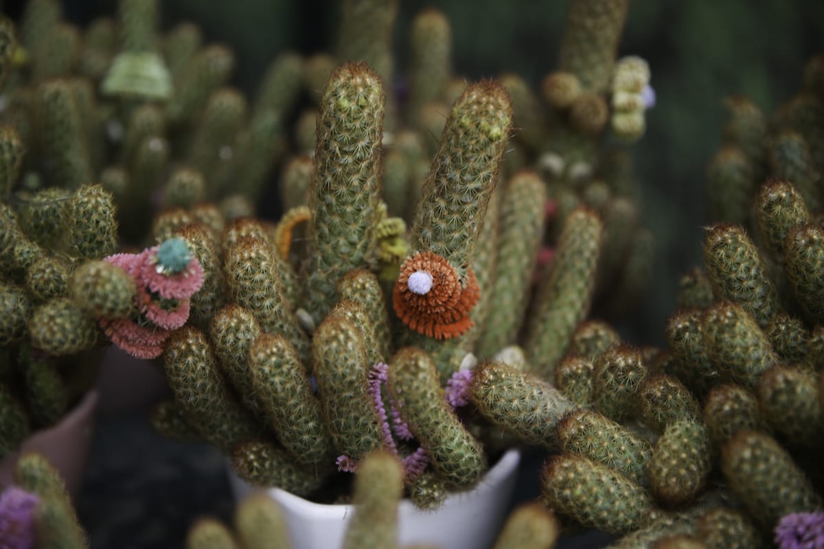 A panoply of flora in Egypt’s Flower Market’ Middle East Monitor