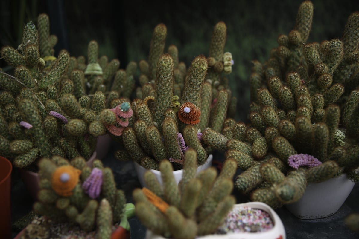 A panoply of flora in Egypt’s Flower Market’ Middle East Monitor