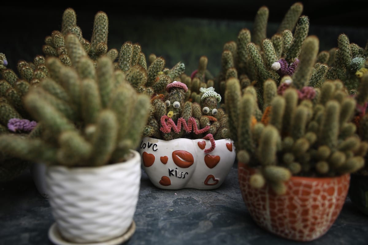 A panoply of flora in Egypt’s Flower Market’ Middle East Monitor