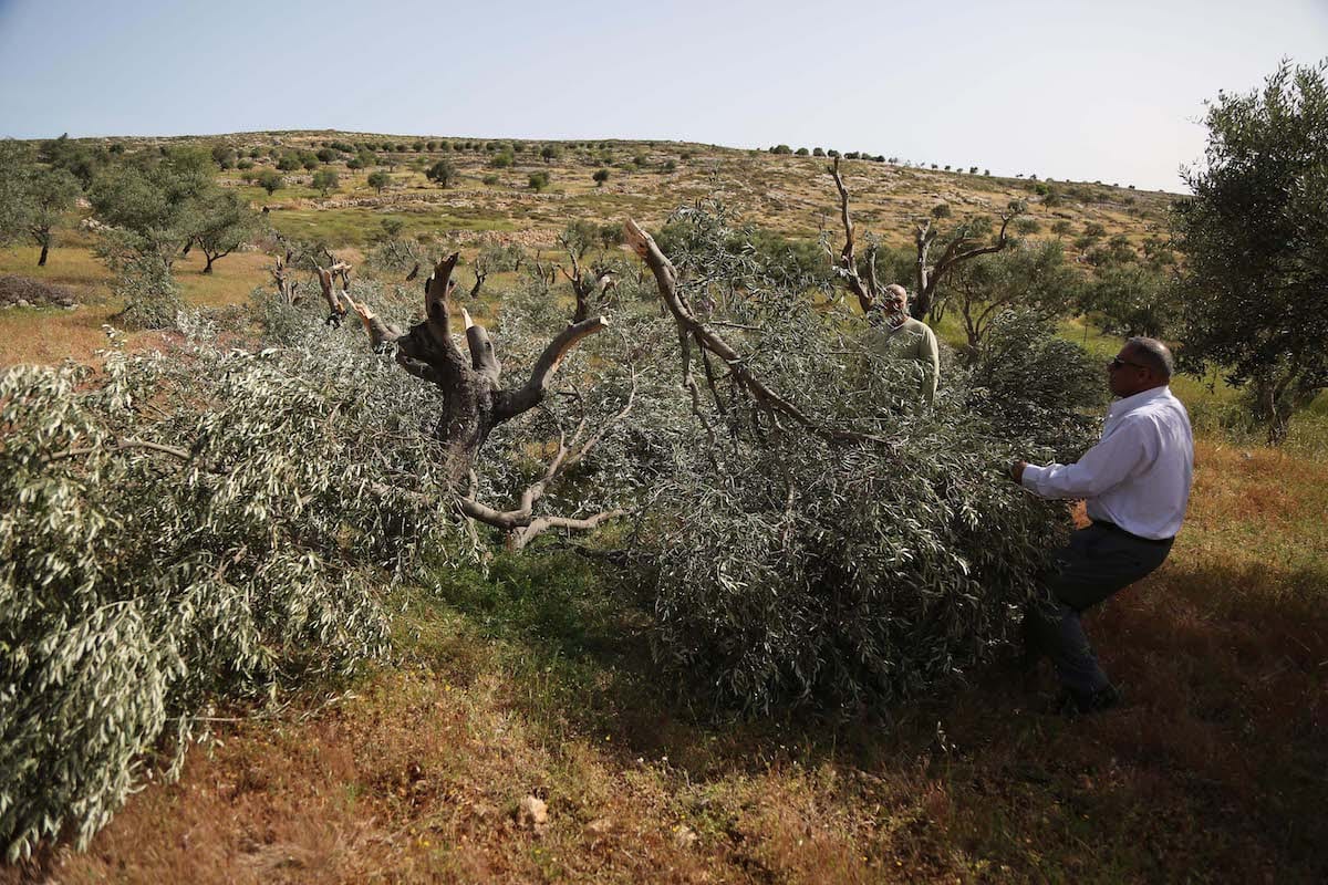 Palestinian farmers inspect their olive trees damaged by Israeli settlers [Issam Rimawi/Anadolu Agency]