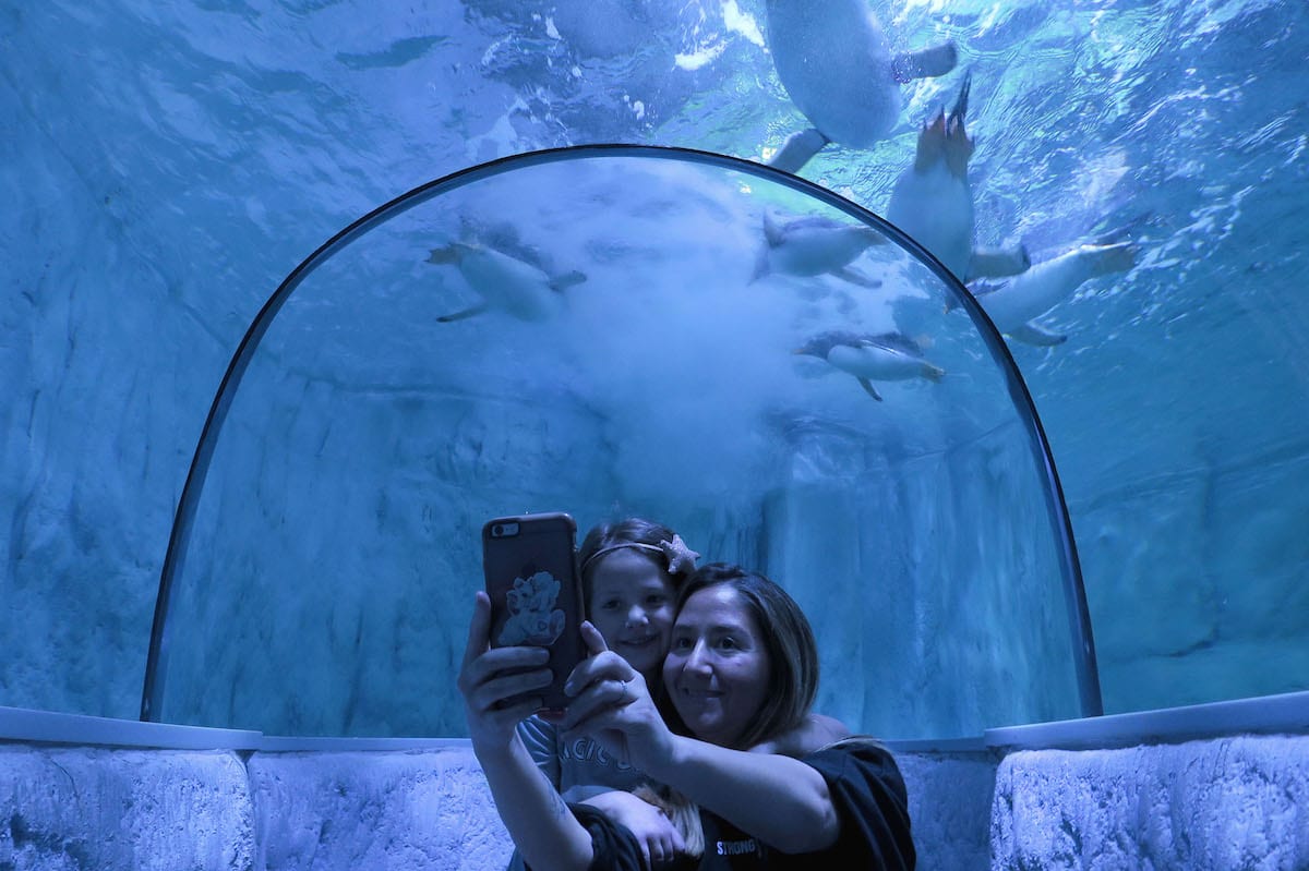 Gentoo penguins at Istanbul Zoo – Middle East Monitor