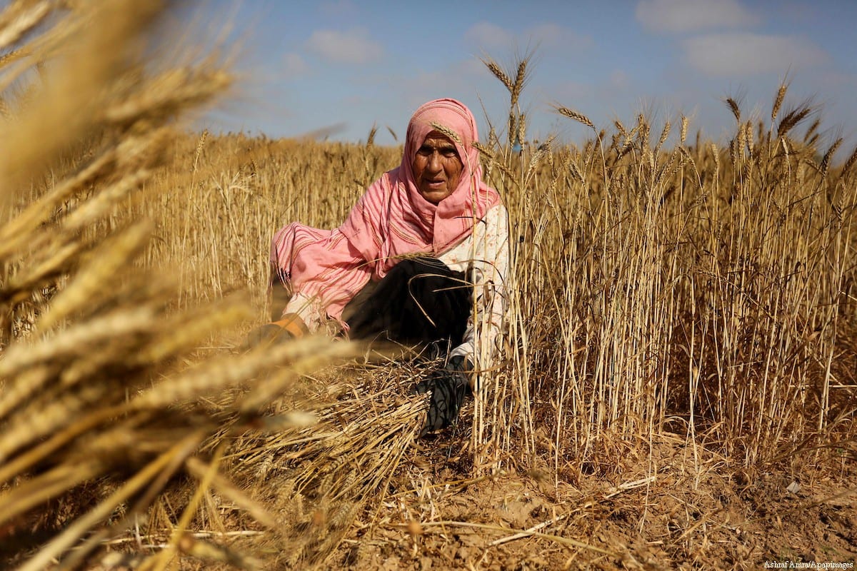 The harvest is great! Middle East Monitor