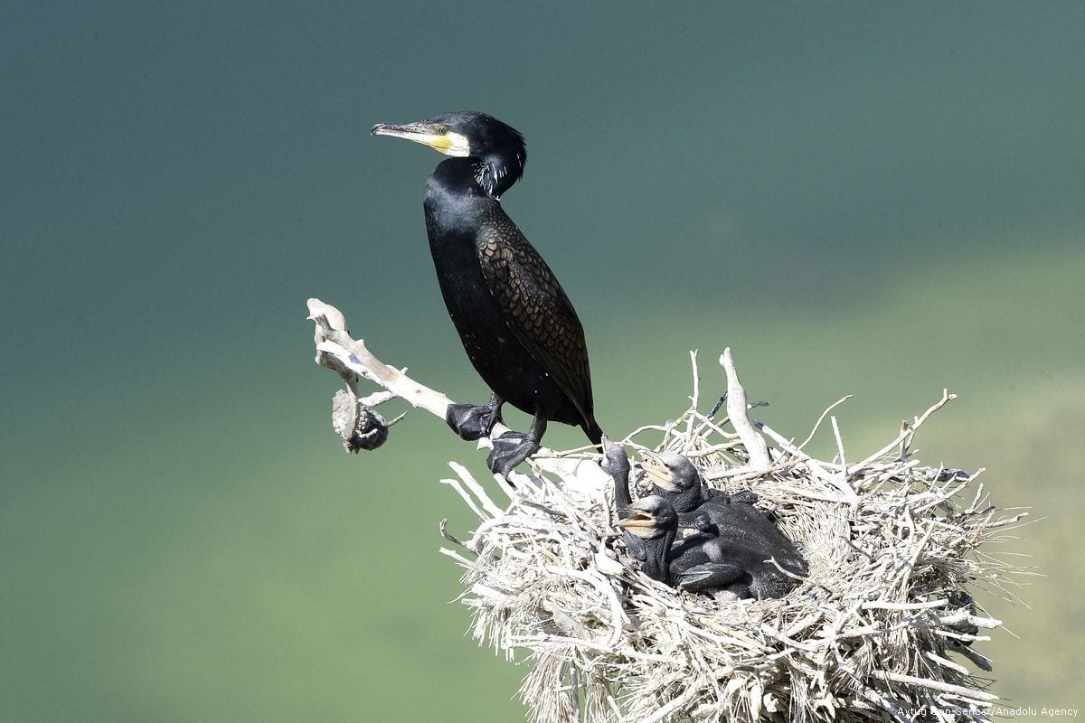Grey Herons And Black Cormorants Middle East Monitor grey-herons-and-black-cormorants-middle-east-monitor