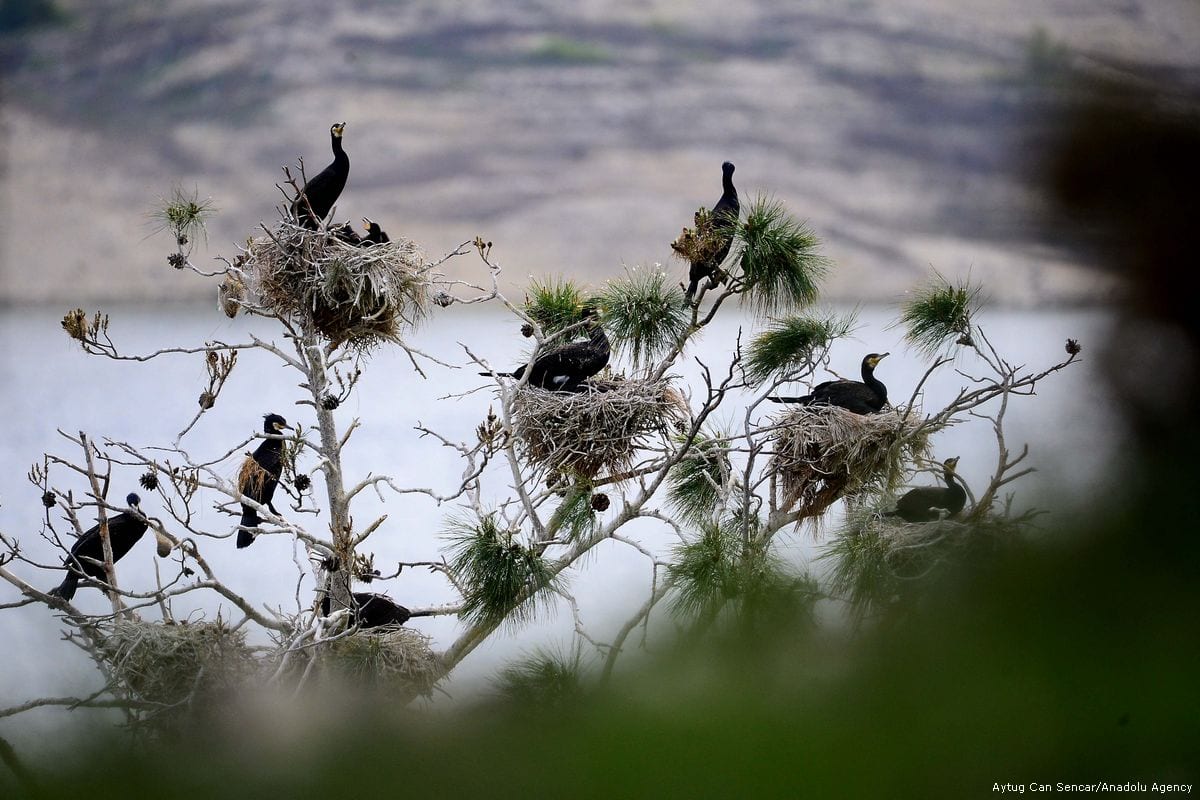 Grey Herons And Black Cormorants Middle East Monitor grey-herons-and-black-cormorants-middle-east-monitor
