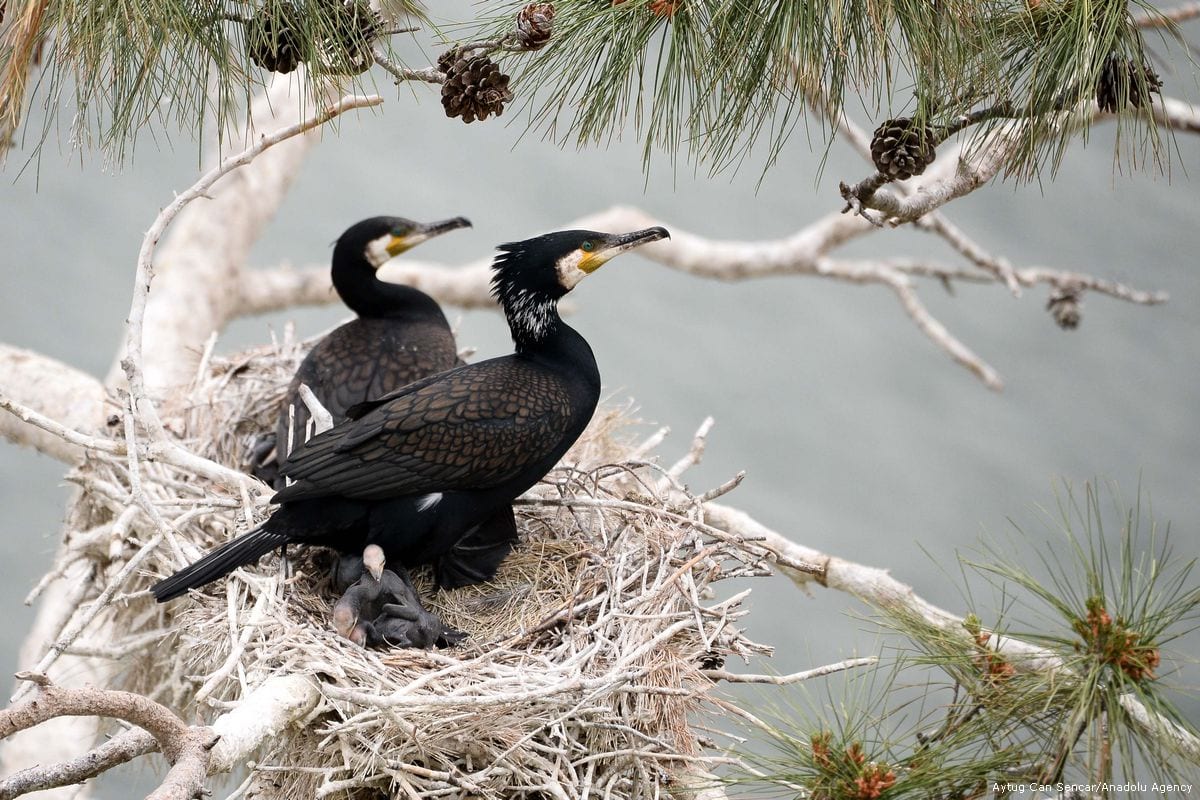Grey Herons And Black Cormorants Middle East Monitor grey-herons-and-black-cormorants-middle-east-monitor