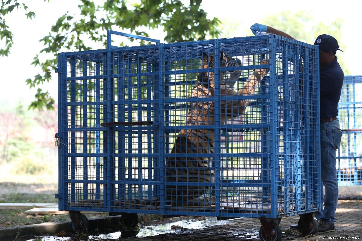 Animals from Syrian Zoo transferred to Turkey Middle East Monitor