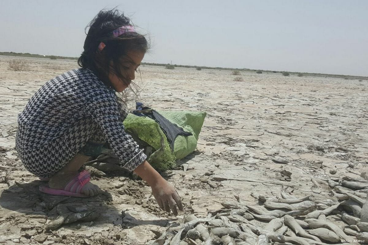Dead fish accumulate on the beach after the river becomes inhabitable in the Ahwazi region of Iran [Rahim Ahwaz]