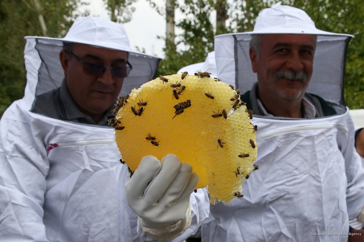 Honey harvest in Turkey Middle East Monitor
