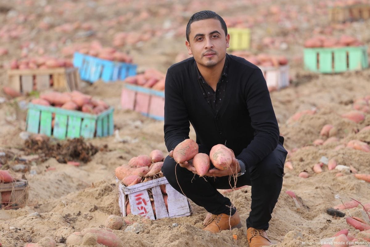 Sweet potato harvest – Middle East Monitor