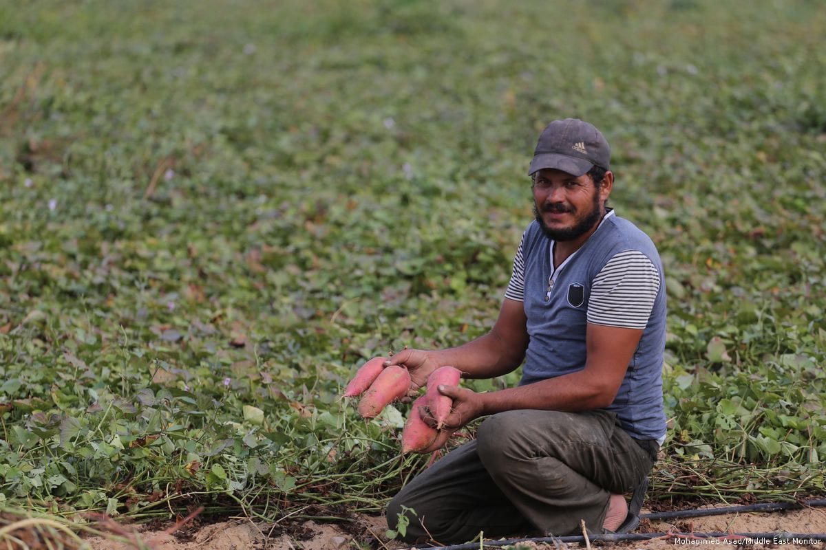 Sweet potato harvest – Middle East Monitor