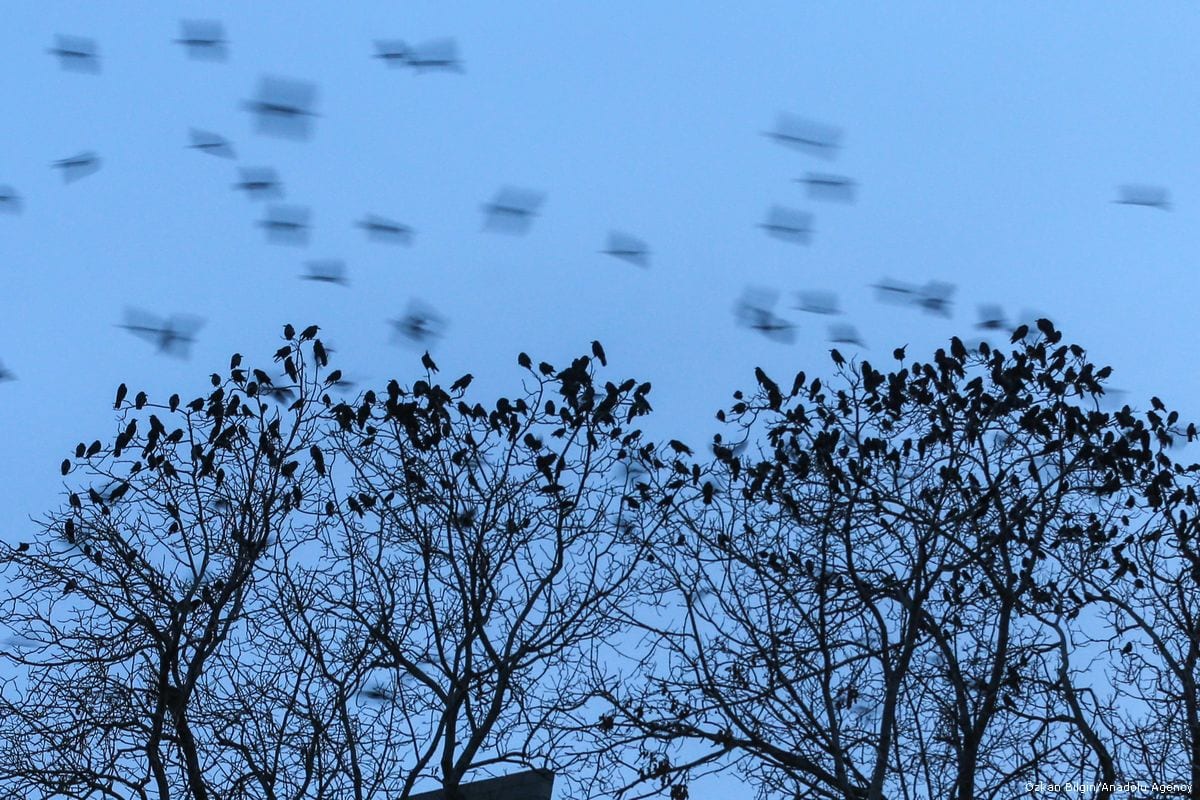 Crows in Turkey`s Van – Middle East Monitor