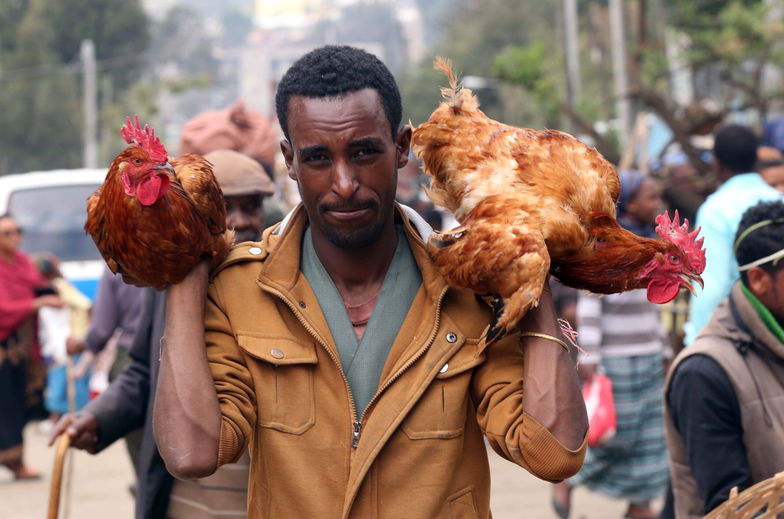 A man holds two chickens at the Sholla bazaar ahead of Easter celebrations in Addis Ababa, Ethiopia on 7 April, 2018 [Minasse Wondimu Hailu/Anadolu Agency]