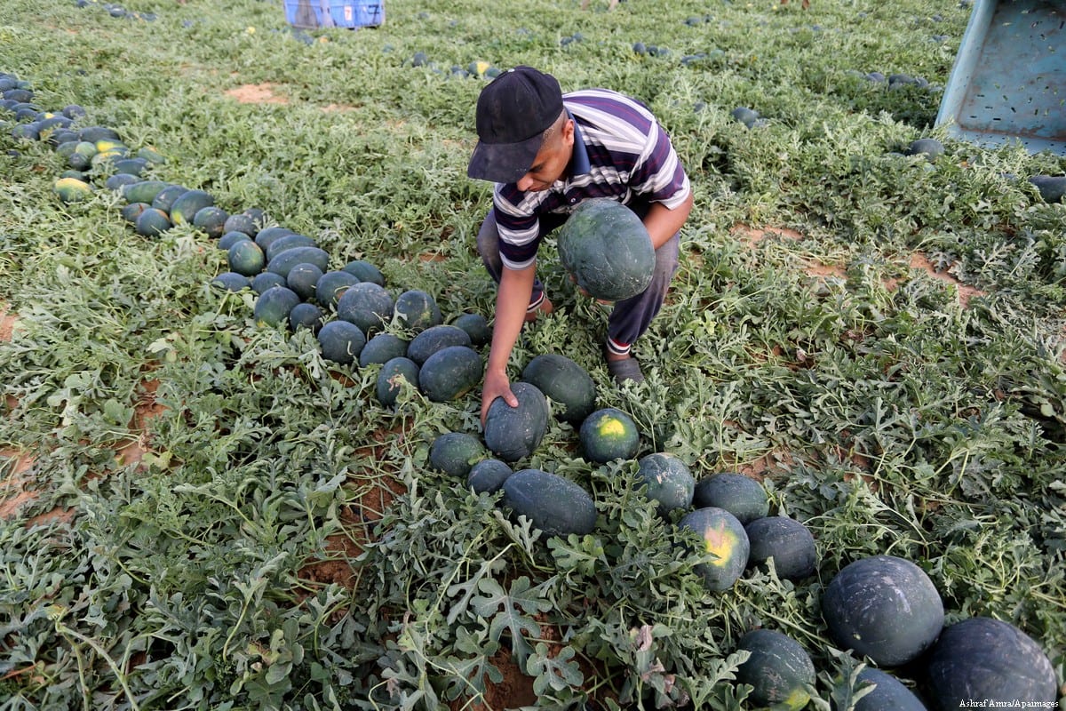 Watermelon season in Gaza Middle East Monitor