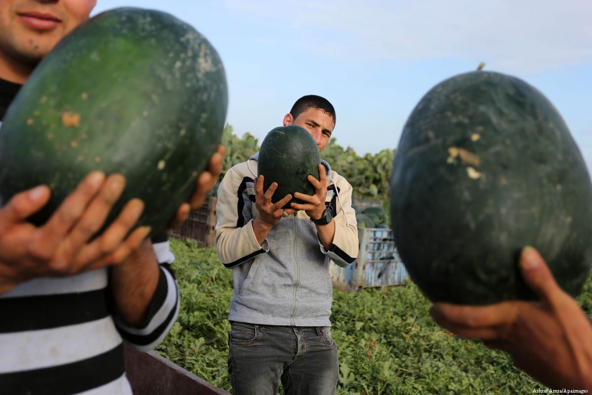 Watermelon season in Gaza Middle East Monitor