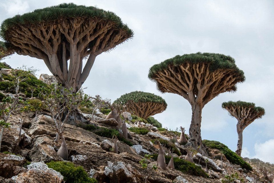 Socotra Islands in the Arabian Sea [Wikipedia]