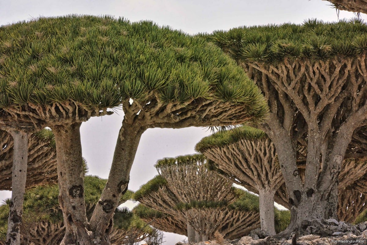 The Yemeni island of Socotra [Rod Waddington/Flickr]
