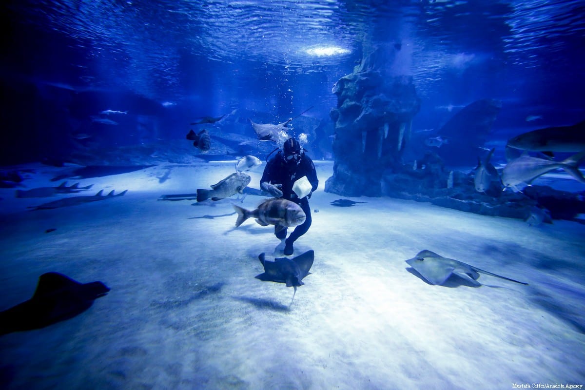 Shark Tale Middle East Monitor