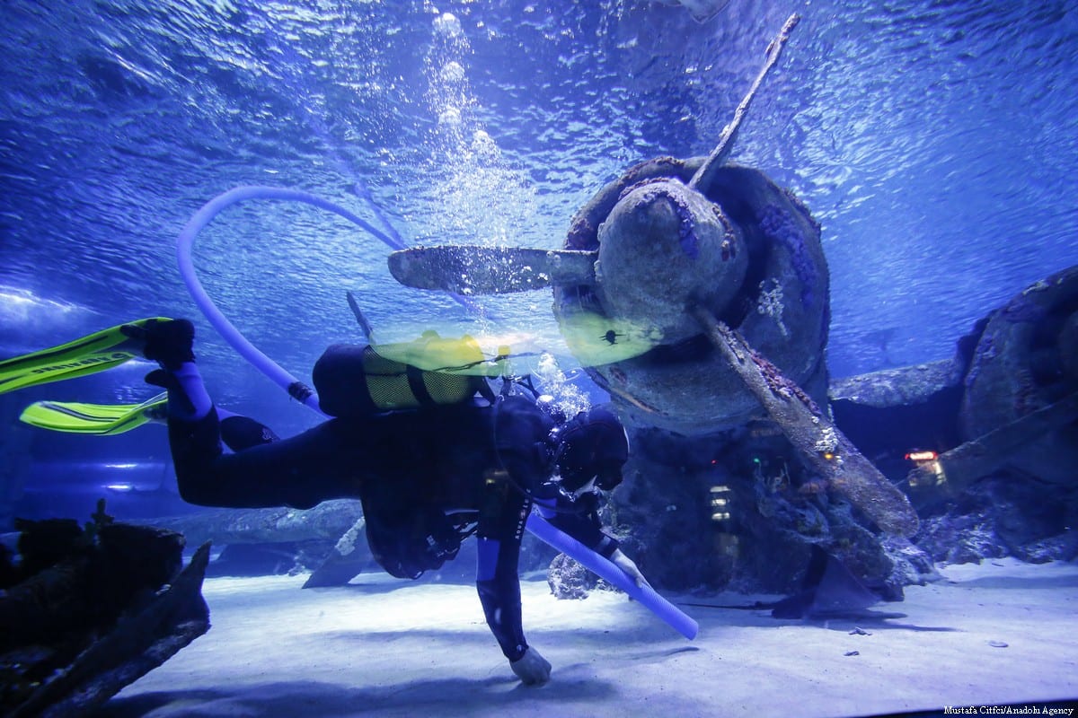 Shark Tale Middle East Monitor