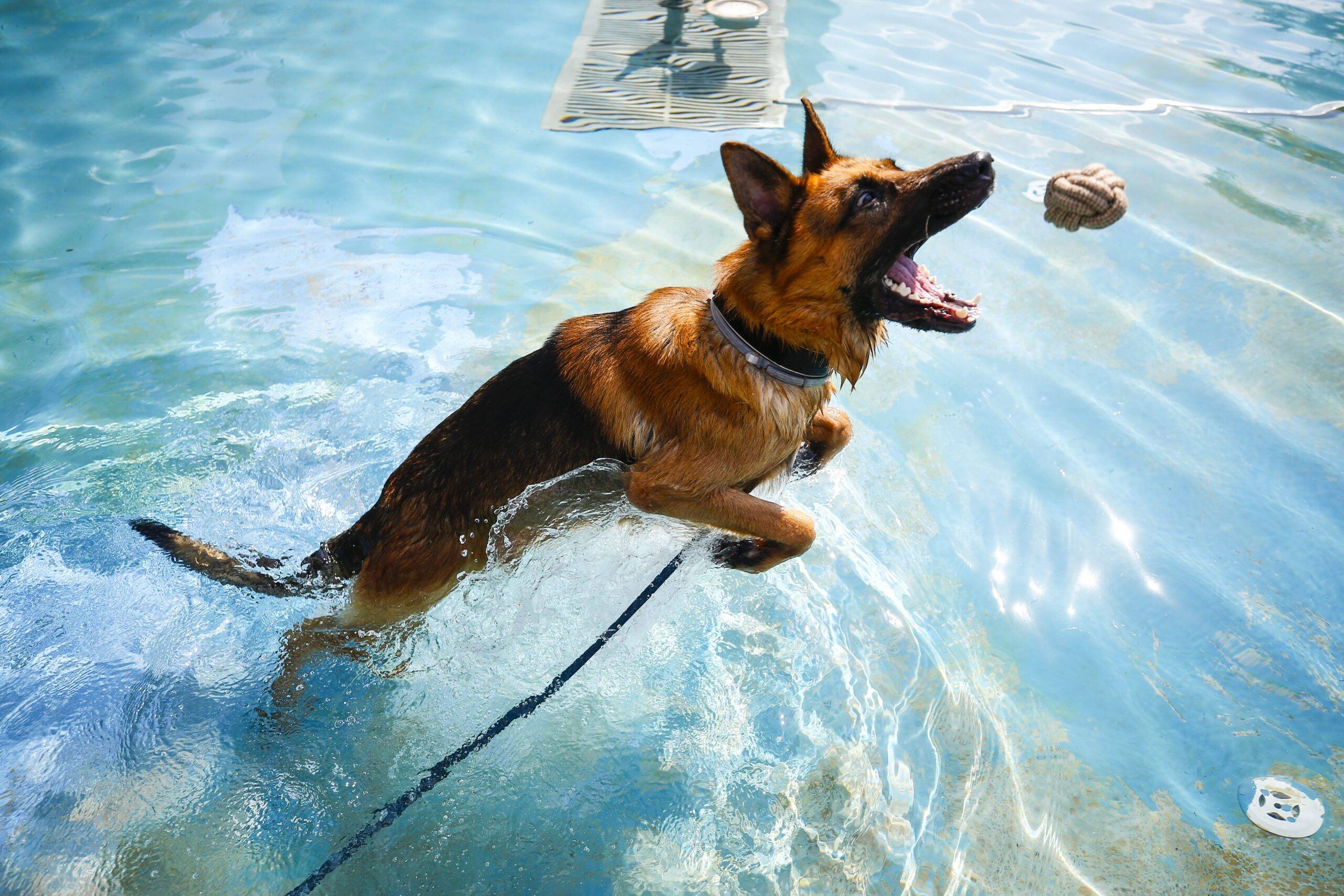 A dog owner releases their dog in a pond for cooling off as temperature stands at 30 degrees Celsius at Cumhuriyet (Republic) Square in Antalya, Turkey on 26 July, 2018 [Mustafa Çiftçi/Anadolu Agency]