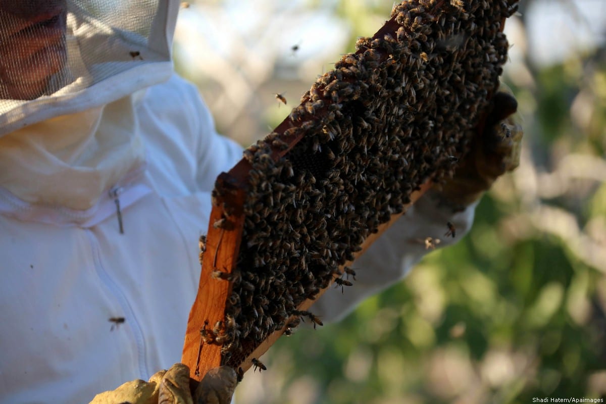 Let’s be clear, we want your honey Middle East Monitor