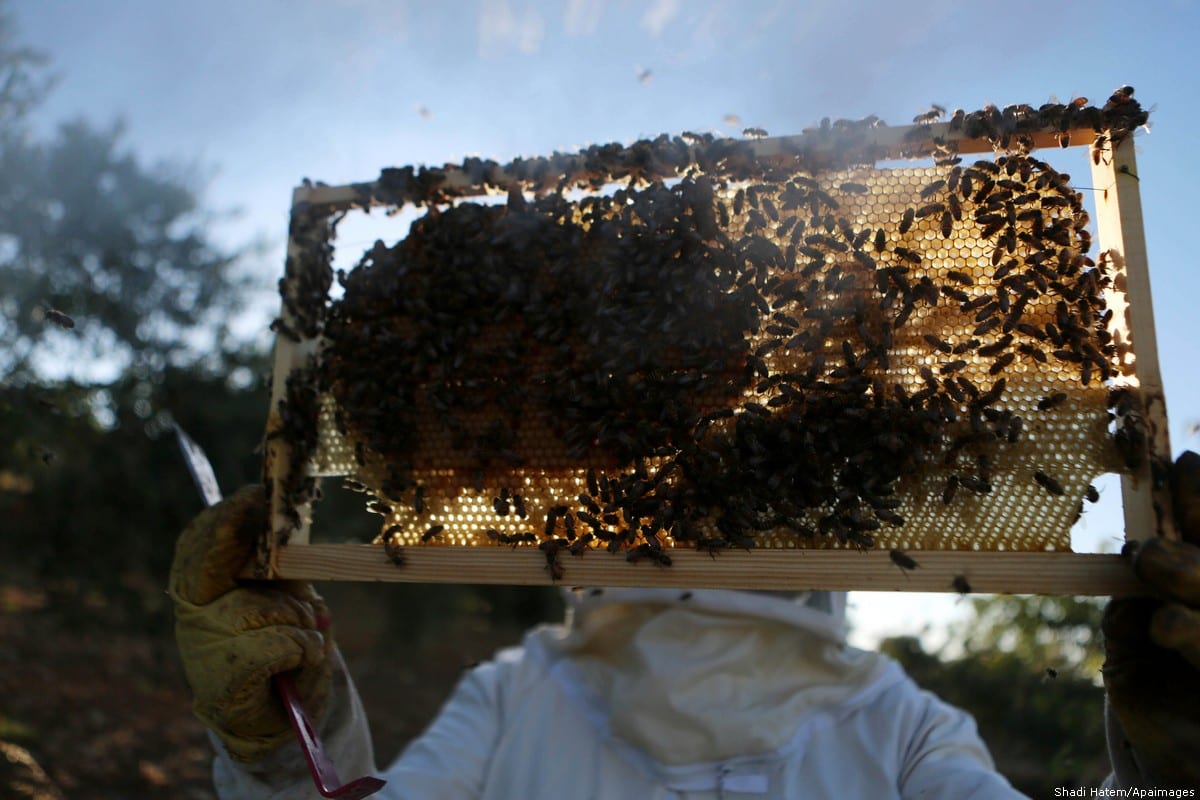 Let’s be clear, we want your honey Middle East Monitor