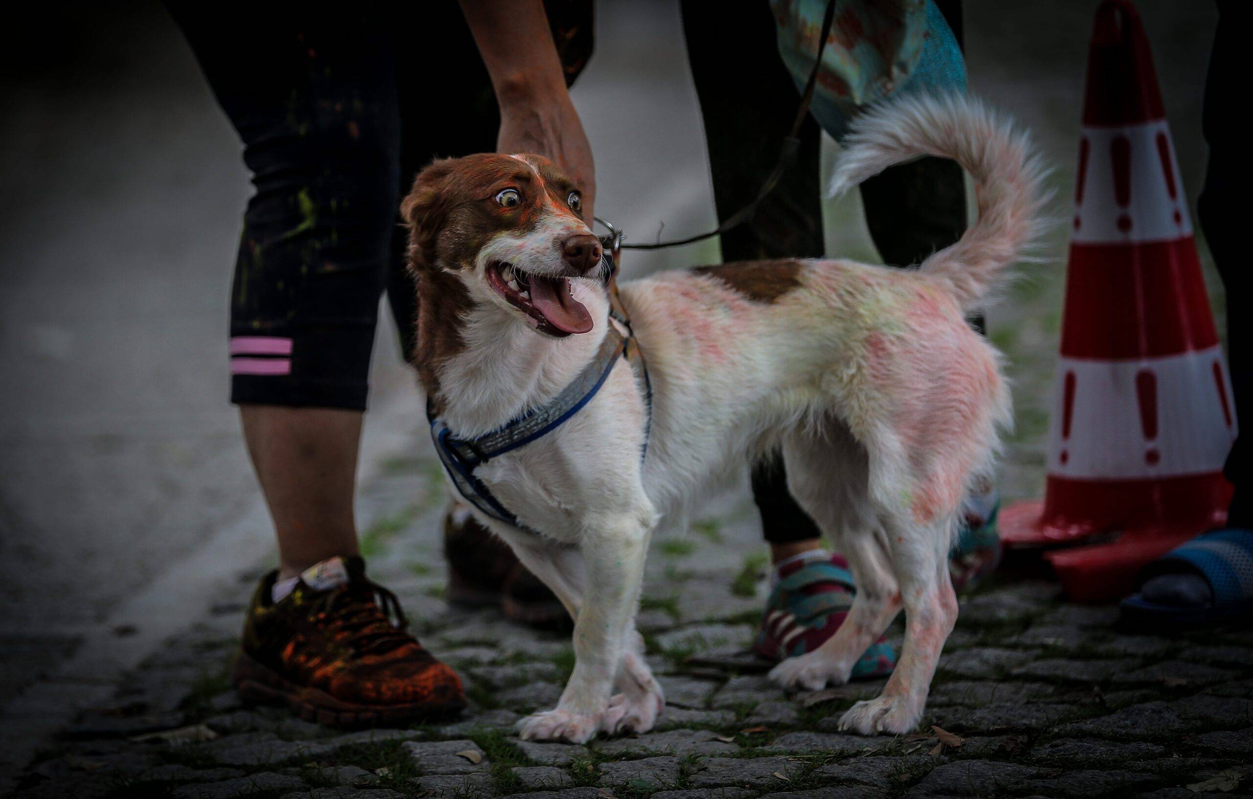 A dog is covered in colourful powder at the "Color Sky 5k" running fest. 30 September, 2018 [Sergen Sezgin/Anadolu Agency]