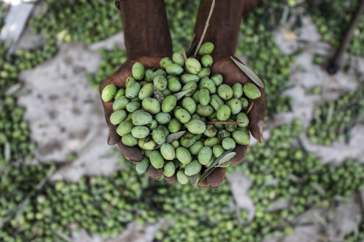 Olives are seen after being picked by farmers during harvest season in Gaza City, Gaza on 2 October, 2018. [Ali Jadallah/Anadolu Agency]
