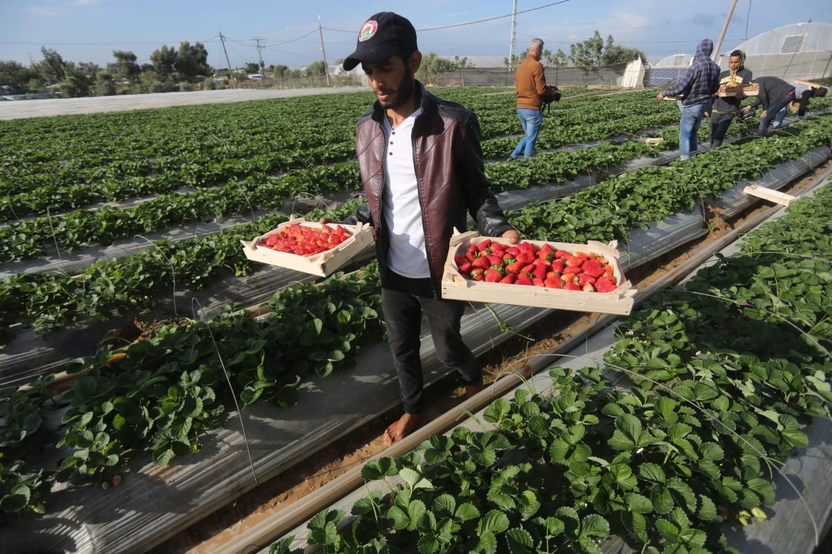 Strawberry picking in Gaza Middle East Monitor
