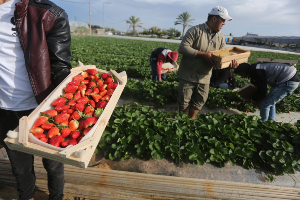 Strawberry picking in Gaza Middle East Monitor