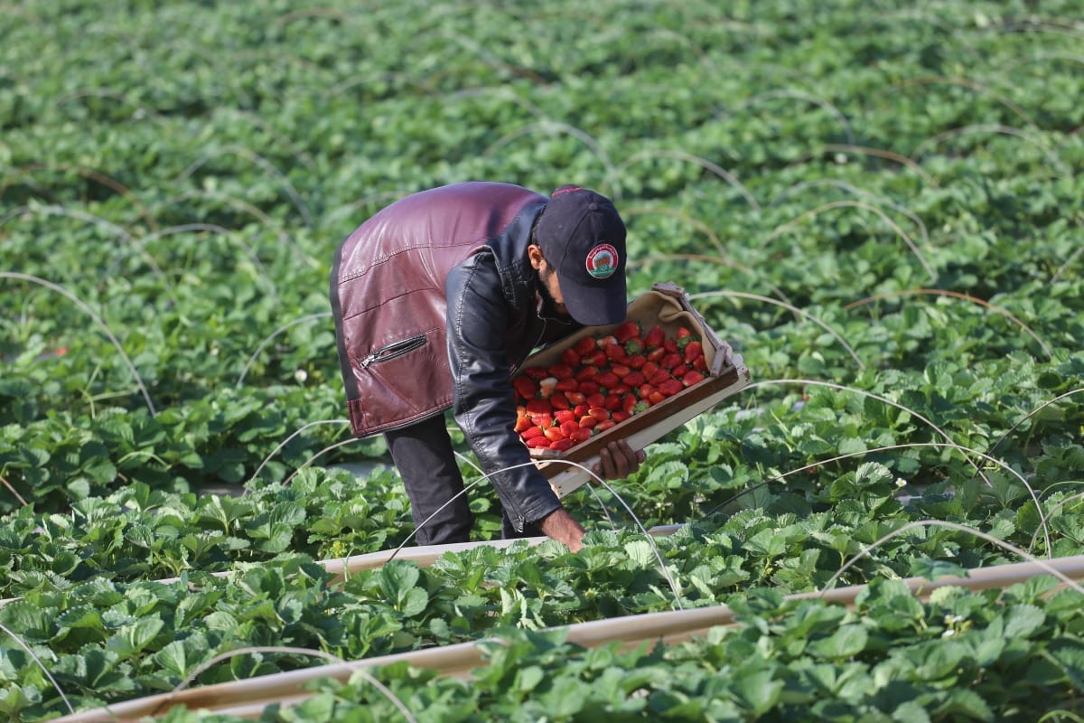 Strawberry picking in Gaza Middle East Monitor