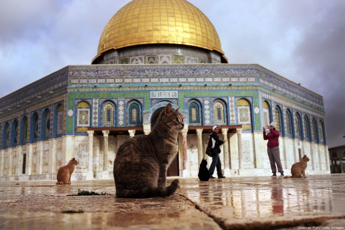 Cats sit near the Dome of the Rock at the Al-Aqsa mosque compound in the Old City on 1 December 2014 in Jerusalem [Spencer Platt/Getty Images]