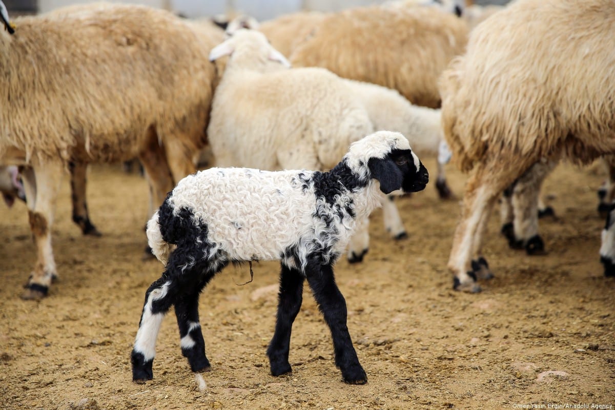 A baby lamb tries to find her mother sheep for feeding at a barn in Elazig, Turkey on 14 March 2019. Everyday both in morning and evening, mother sheep meet with lambs for feeding. [Ömer Yasin Ergin/Anadolu Agency]