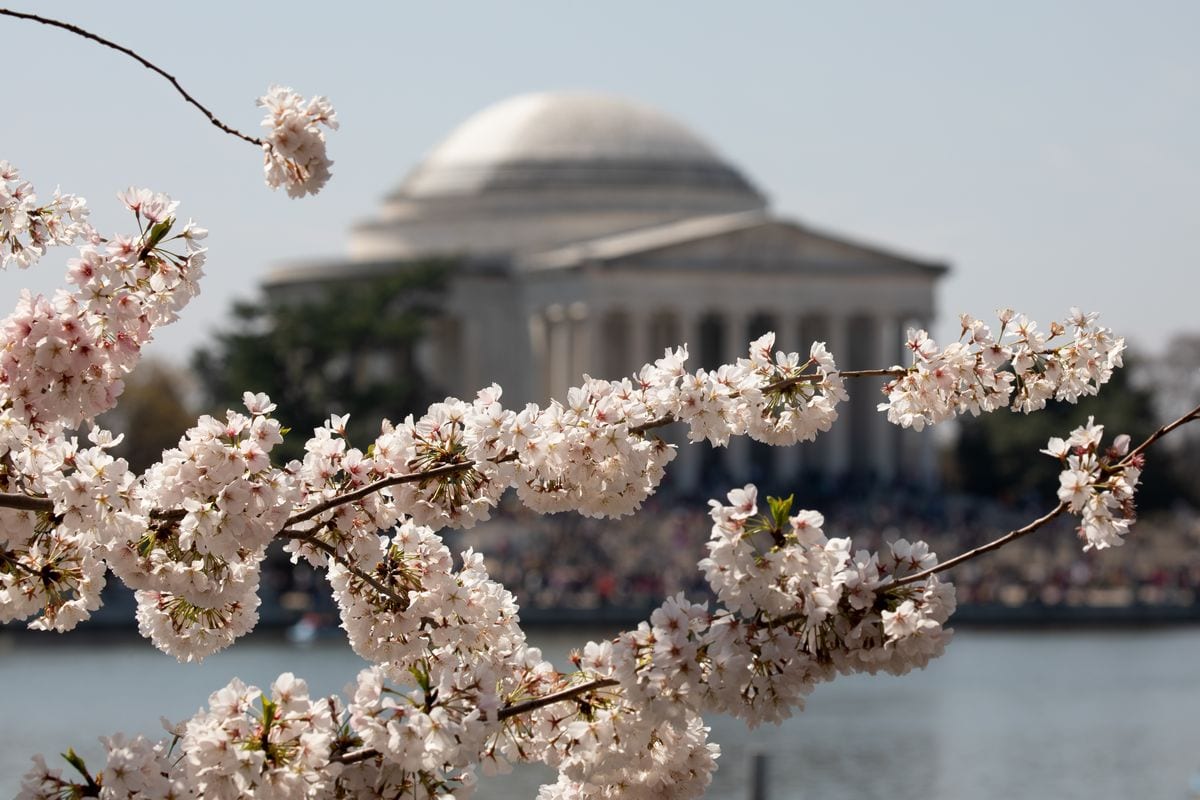 Cherry trees are in full bloom [Yasin Öztürk/Anadolu Agency ]