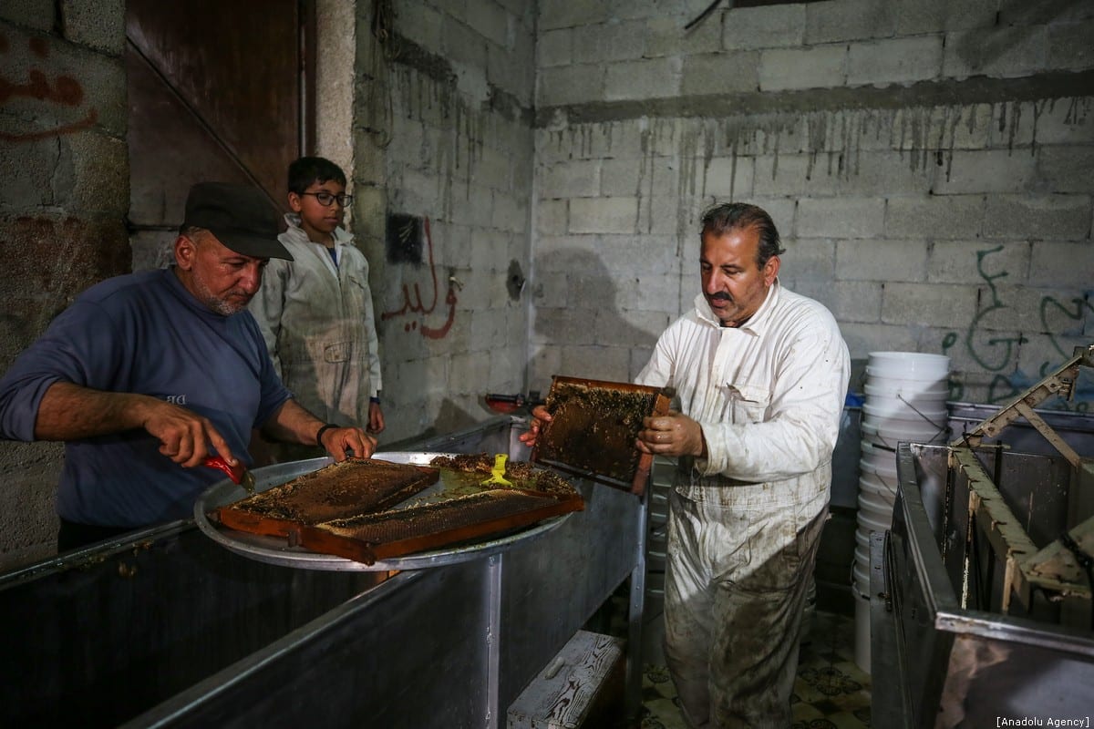 Honey farming in Gaza Middle East Monitor
