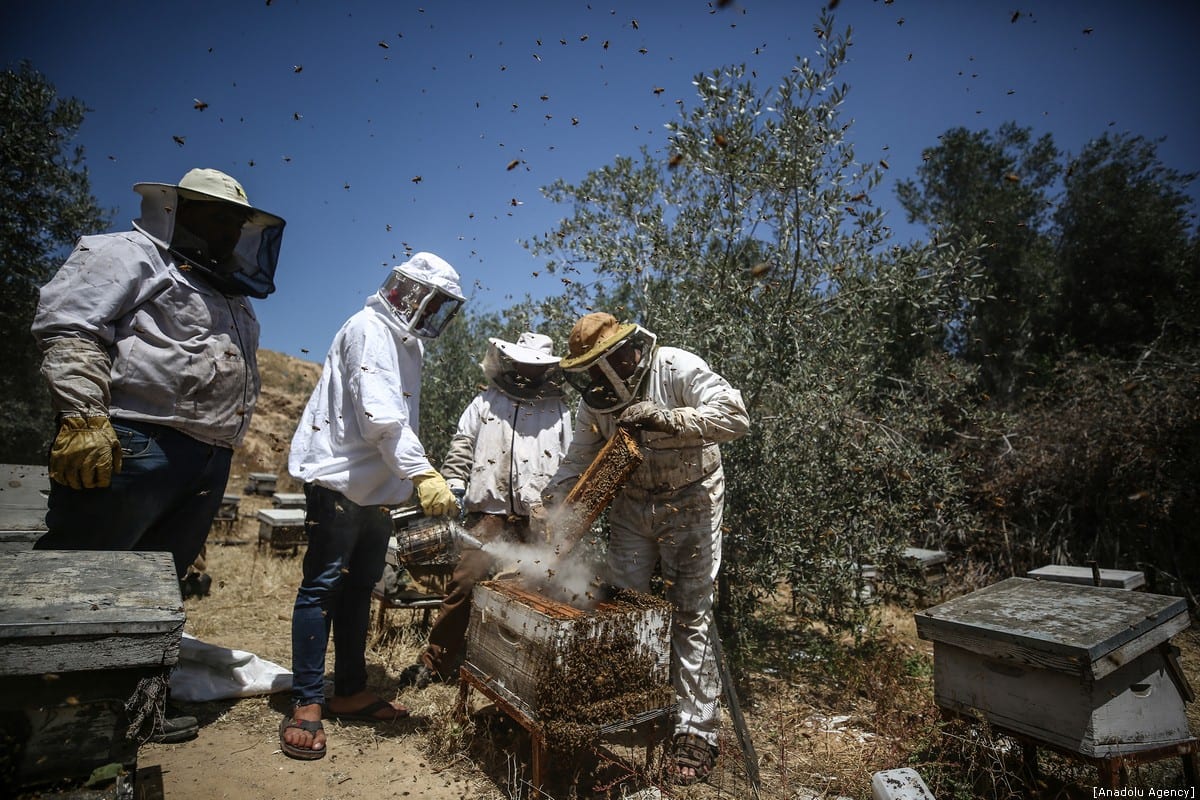 Honey farming in Gaza Middle East Monitor