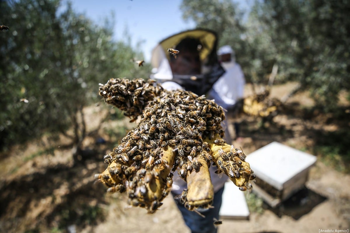 Honey farming in Gaza Middle East Monitor