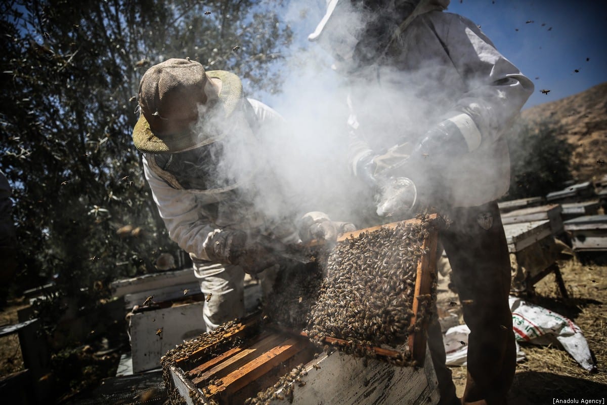 Honey farming in Gaza Middle East Monitor
