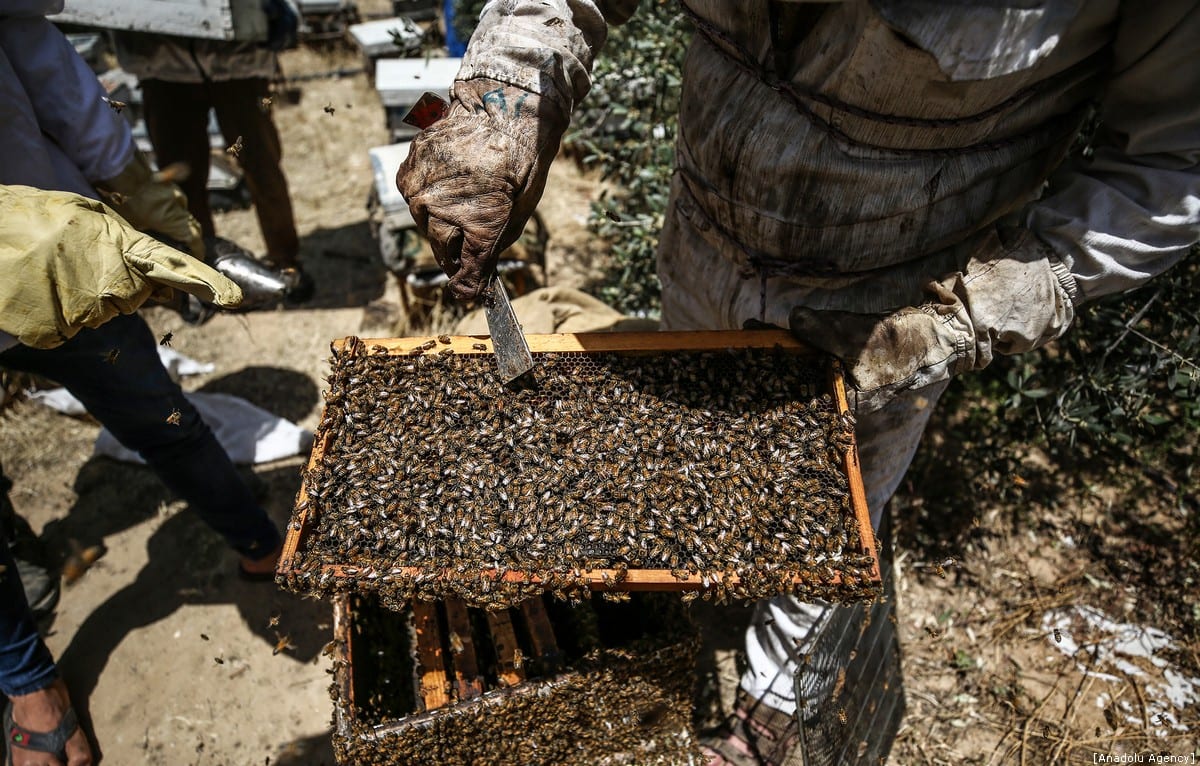 Honey farming in Gaza Middle East Monitor
