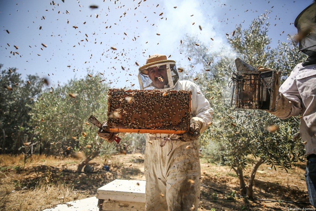 Honey farming in Gaza Middle East Monitor