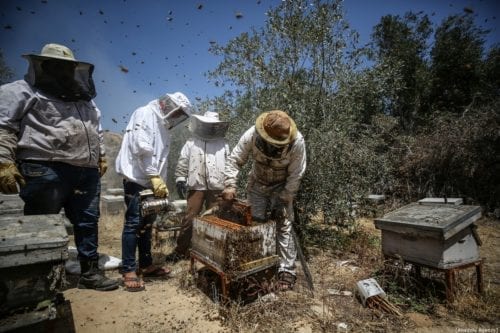 Palestinian apiarists keep bees in order to collect their honey as they begin harvesting honey at at honey filling facility in Rafah, Gaza on April 29, 2019. [Mustafa Hassona - Anadolu Agency]