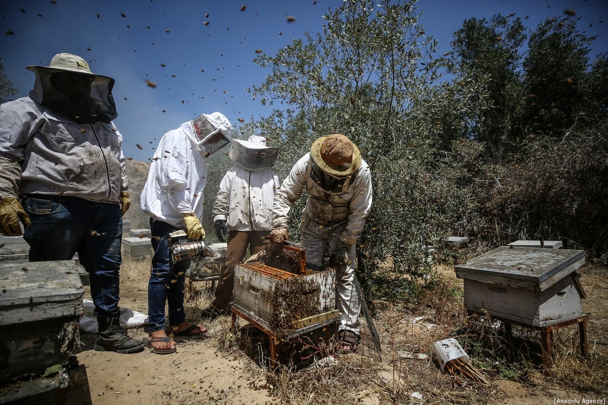 Honey farming in Gaza Middle East Monitor