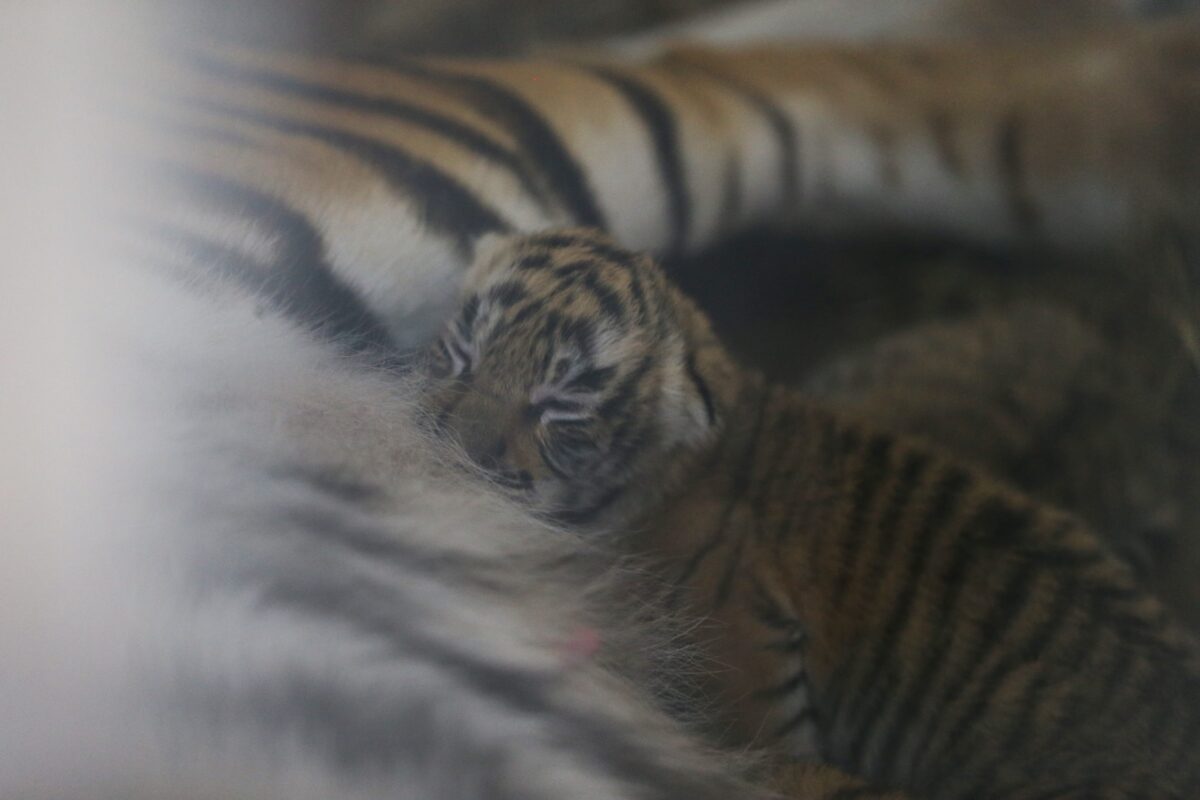 Mother Bengal tiger lies with her new born three cubs at the Lion Park of Tuzla Viaport Marina in Istanbul, Turkey on 15 May 2019. Three cubs were born on Sunday, May 12th. [Salih Zeki Fazlıoğlu/Anadolu Agency]
